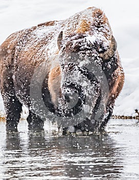 Snow covered buffalo looking left in Yellowstone in Winter