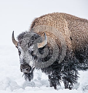 Snow covered buffalo in Yellowstone in January