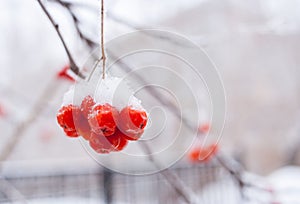 Snow-covered bunch of mountain ash with red berries on winter background with copy space.