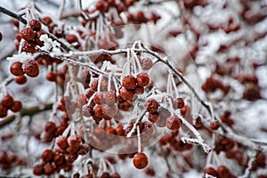 Snow-covered bunches of wild apples in a winter park