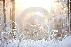 Snow covered bush branches against defocused winter forest background