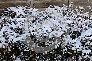 Snow covered bush in Cambridge