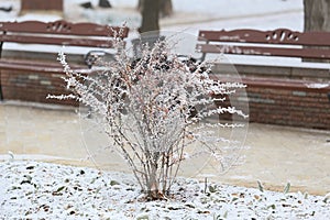 Snow-covered bush in the city park