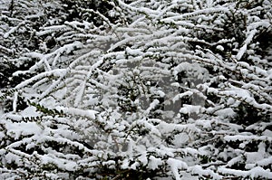 Snow-covered bushes can be recognized only with difficulty. however, the textures of the individual species vary greatly and the g photo