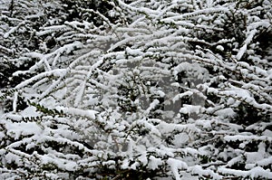 Snow-covered bushes can be recognized only with difficulty. however, the textures of the individual species vary greatly and the g