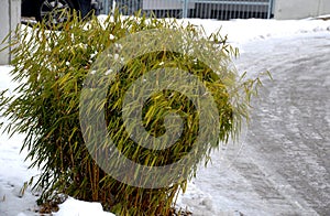 Snow-covered bushes can be recognized only with difficulty. however, the textures of the individual species vary greatly and the g