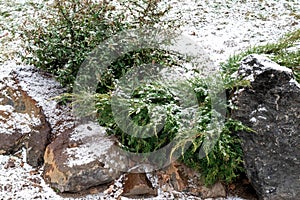 Snow-covered bushes and stones in the park