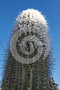 Snow covered cactus against a blue sky in Tafi del Valle, Tucuman