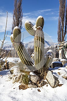 Snow covered cactus against a blue sky in Tafi del Valle, Tucuman, Argentina