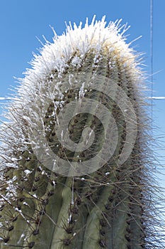 Snow covered cactus against a blue sky in Tafi del Valle, Tucuman, Argentina