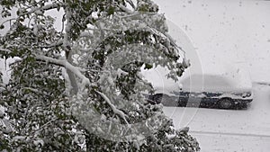 Snow covered car and tree branches