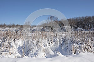 Snow covered cattails in winter
