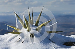 Snow Covered Century Plant