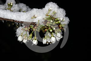 Snow-covered cherry buds and flowers, April snow, nature anomalies