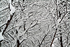 Snow covered cherry tree branches