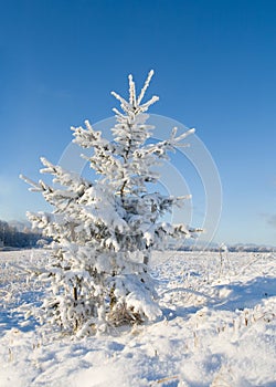 Snow covered christmas tree