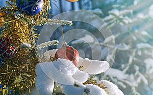 snow covered Christmas Tree Branch