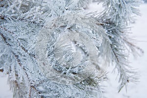 Snow-covered Christmas tree branch