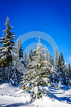 La nieve cubierto árbol de navidad decoraciones en Bosque 