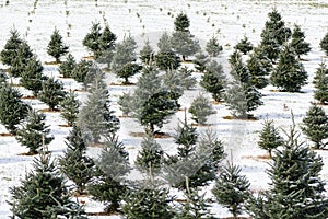 Snow-Covered Christmas Tree Farm