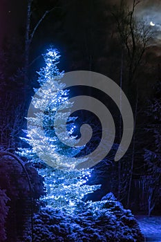 Snow covered Christmas tree with magic bright blue lights in dark winter forest. Bright moon in the night sky