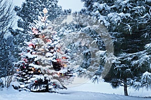 Snow Covered Christmas Tree stands out brightly in