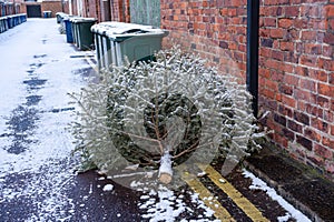 Snow covered Christmas tree in a UK back lane, awaiting recycling in January
