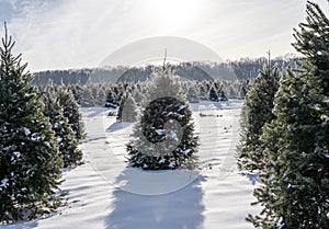 Snow  Covered Christmas Trees at Local Tree Farm