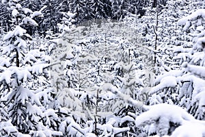 Snow covered christmas trees in the forest