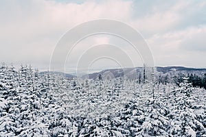 Snow covered christmas trees in the forest