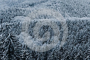 Snow covered christmas trees in the forest