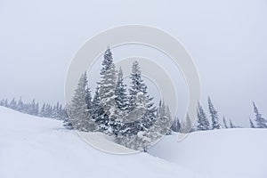 snow-covered Christmas trees among snowdrifts on the mountainside in Sheregesh during a blizzard in bad weather