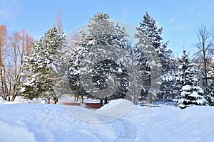 Snow-covered City Park in a winter park in Moscow, Russia