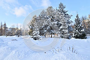 Snow-covered City Park in a winter park in Moscow, Russia