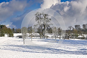 Snow covered clearing in Odenwald forest during winter