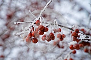 Snow-covered clusters of small wild apples