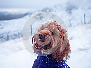 Snow covered Cockapoo puppy looking at owner