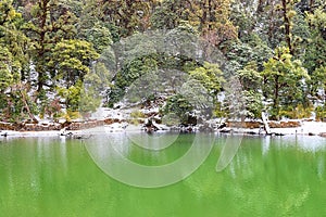 Snow Covered Colorful Trees with Reflection in Clean Water of Deoria or Deoriya Tal Lake - Winter in Himalaya, Uttarakhand, India
