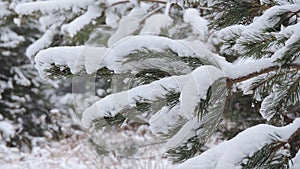 Snow covered conifer tree in the Siberian taiga during a snowfall. Close up