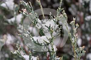 Snow covered coniferous branches. Juniper bush under snow, close up. Cold weather concept. Winter in nature. Nature in details