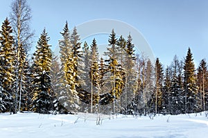 The snow-covered coniferous forest