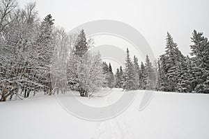 Snow-covered, coniferous, white forest, after a night of snowfall and tourists walking with huge backpacks along the path winding