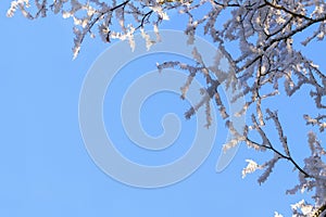 Snow-covered covered with white frost tree branches against the blue sky.