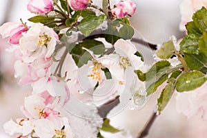 Snow Covered Crab Apple Blossoms in the Early Spring