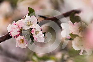 Snow Covered Crab Apple Blossoms in the Early Spring