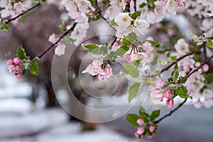 Snow Covered Crab Apple Blossoms in the Early Spring