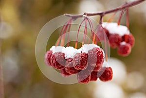 Snow Covered Crab Apples