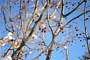 Snow-covered Crab Apples Tree Branch in Winter