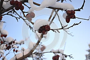 Snow-covered Crab Apples Tree Branch in Winter