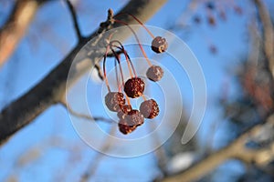 Snow-covered Crab Apples Tree Branch in Winter